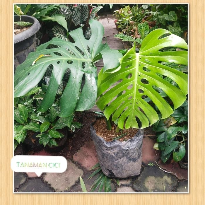 Tanaman monstera king 2 daun mature size remaja