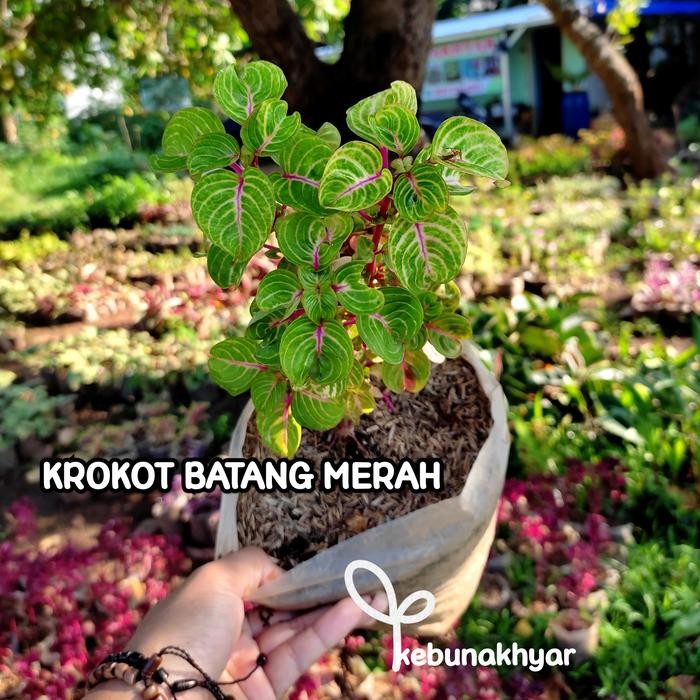 Krokot Batang Merah Tanaman Hias Bayam Hijau Hias Batang Merah