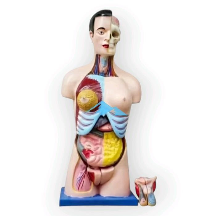 

Alat Peraga Pendidikan Anatomi Torso Tubuh Setengah Badan Dwifungsi Bisex Tinggi 90cm