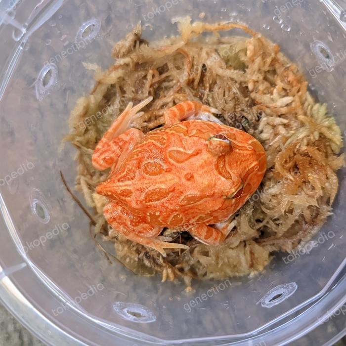 STOK TERBATAS  PACMAN FROG STRAWBERRY HIGH RED TERJANGKAU