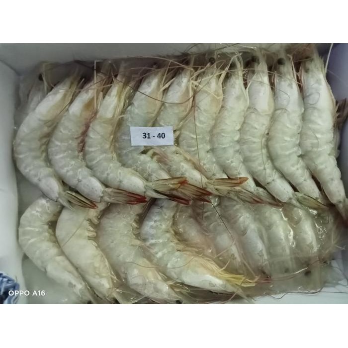 Instanbisa- Udang Jerbung Laut Fresh Segar Frozen / Udang Laut / 1 Kg