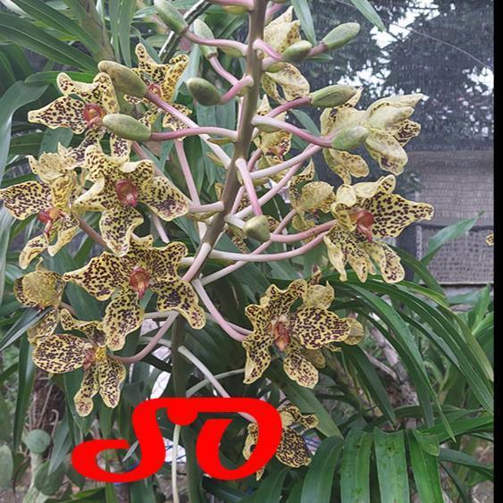[ DEWASA ] Grammatophyllum speciosum var. Papua Anggrek Tebu Papua : Sang Ratu Anggrek dari Tanah