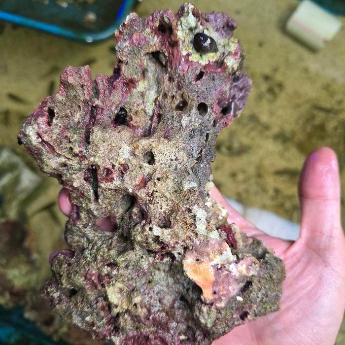 TERLARISSS live rock batu dekor filtrasi aquarium laut akuarium laut coraline alga algae