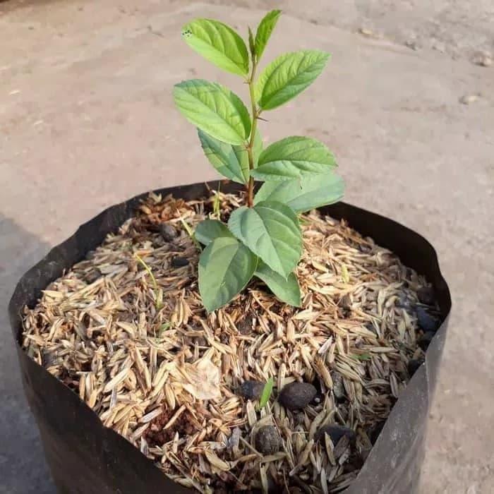 NEW Bibit Bidara Arab Pohon Bidara Daun Bidara Untuk Ruqyah