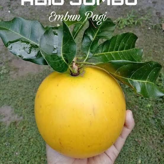 

bibit buah abiu(sawo australia) super unggul berokulasi