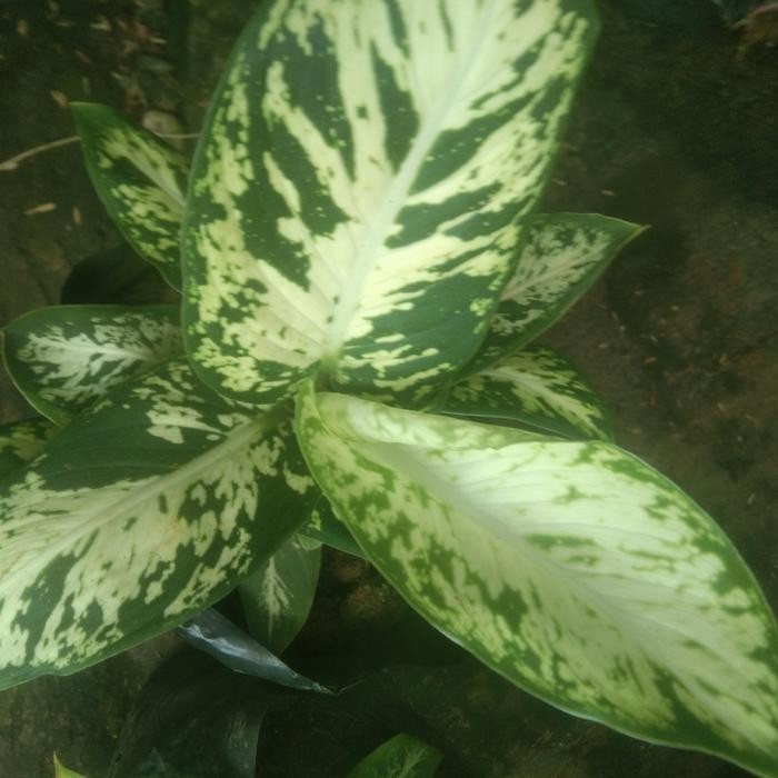 

tanaman hias blanceng sri rejeki+pot putih +cocopit