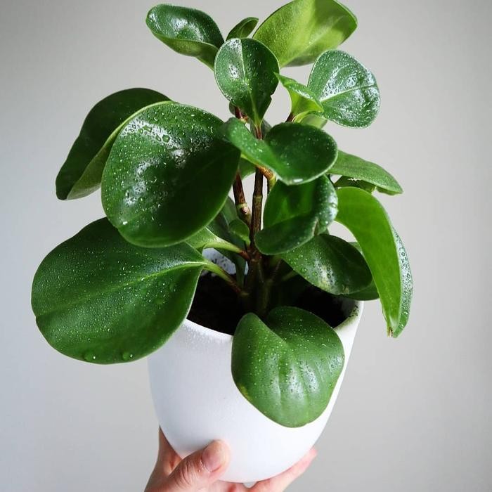 

TANAMAN HIAS PEPEROMIA OBTUSIFOLIA HIJAU / DAUN MANGKOK + POT PUTIH