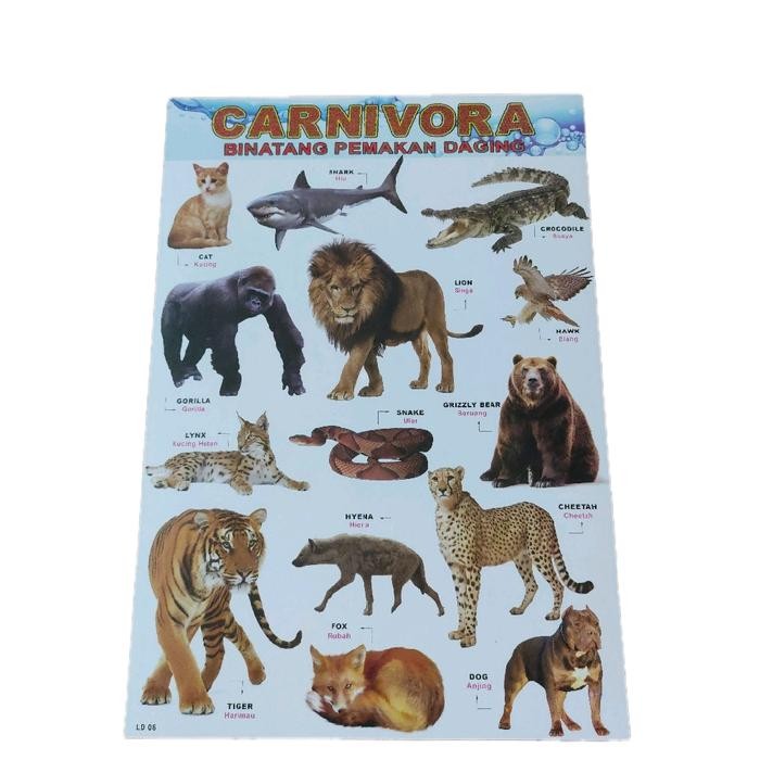 Poster Edukasi Binatang Karnivora Hewan Pemakan Daging Mainan Murah