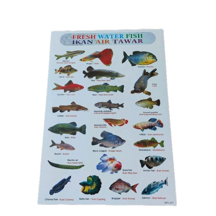 Poster Edukasi Jenis Nama Ikan Hewan Air Tawar Freshwater Fish Mainan