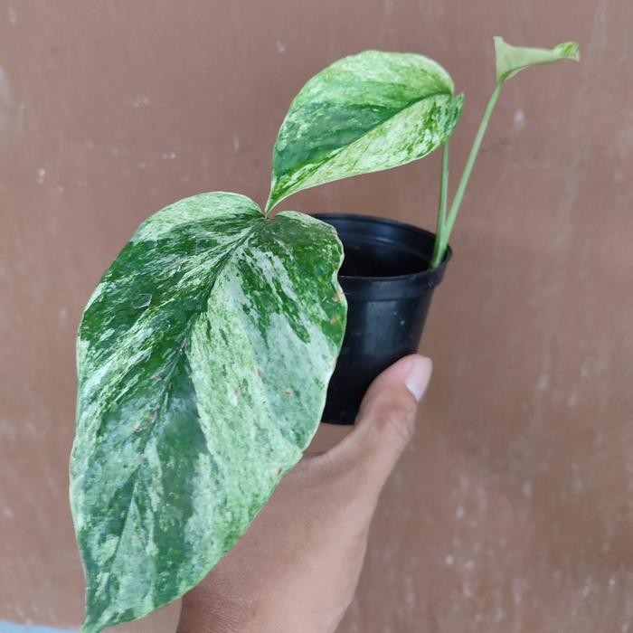 EKSLUSIF epipremnum hanoman sp bali varigata