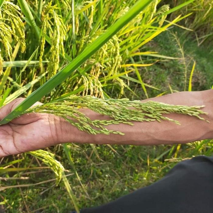 BERKUALITAS benih padi rajasa 01