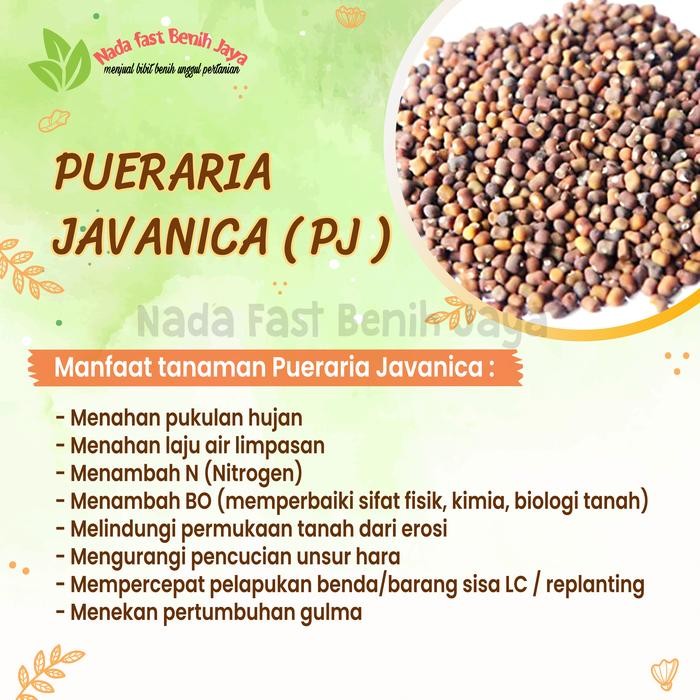TERJAMIN Benih PJ Pueraria Javanika 20 gram / Biji kacang kacangan / Bibit Pueraria javanica