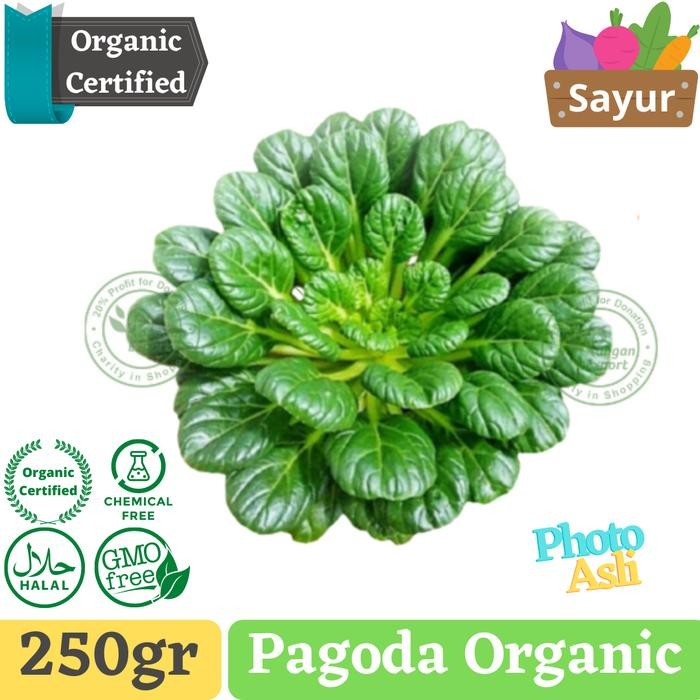 

Pilihan- Sawi Pagoda , Ta Ke Chai , Tatsoi