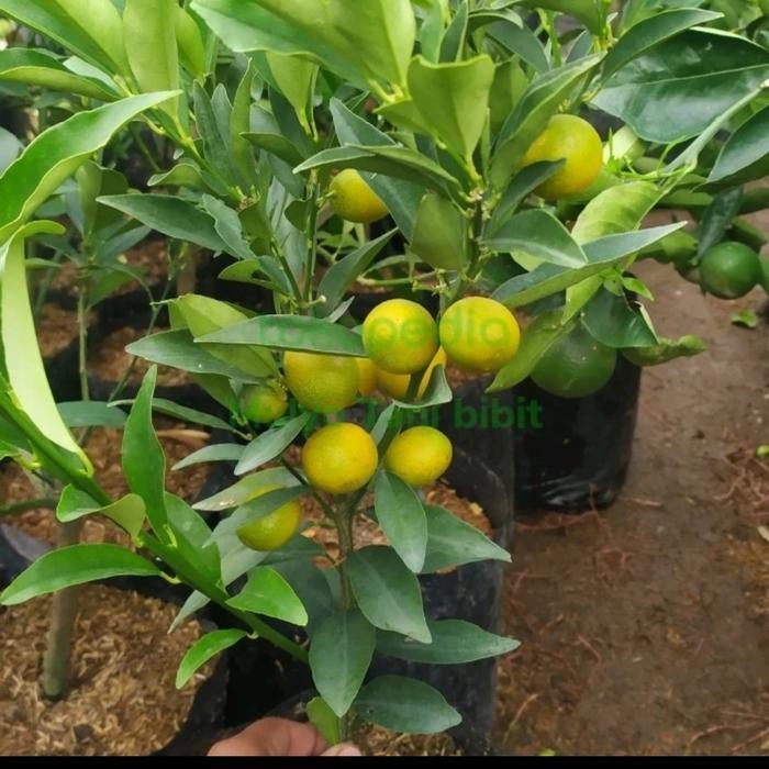pohon jeruk nagami buah