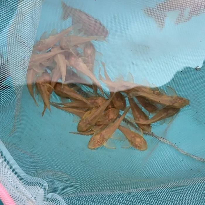 Ikan Gibbiceps Pleco Albino Pleco L083 Gibbicep Original 100%