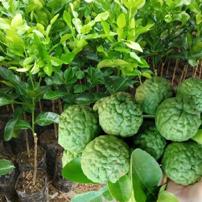 New Bibit Jeruk Purut Stek Cantik Tinggi