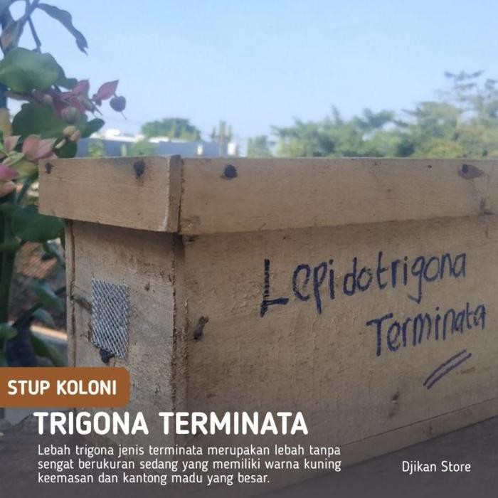 BIBIT LEBAH KLANCENG TERMINATA ATAU KLANCENG EMAS DALAM STUP