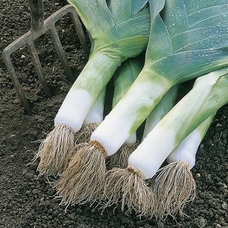 Flash Sale - 250 Bibit Benih Bawang Prei