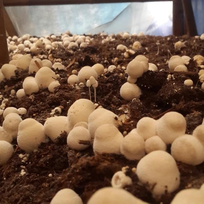 New bibit jamur merang unggul