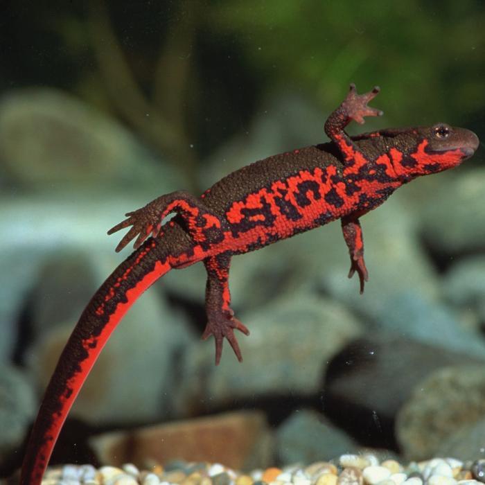 Fire Belly Newt Salamander Kadal Air Perut Api