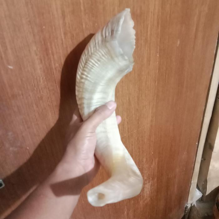 TERLARIS shofar terompet sangkakala 56 cm