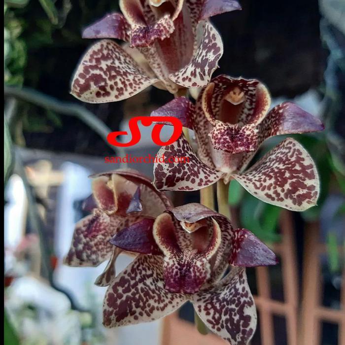 [ DEWASA ] Grammatophyllum stapeliiflorum Anggrek Sendu: Si Unik dari Genus Anggrek Macan