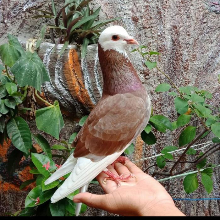 Burung Merpati / Dara Jantan Size Indukan Free Jagung