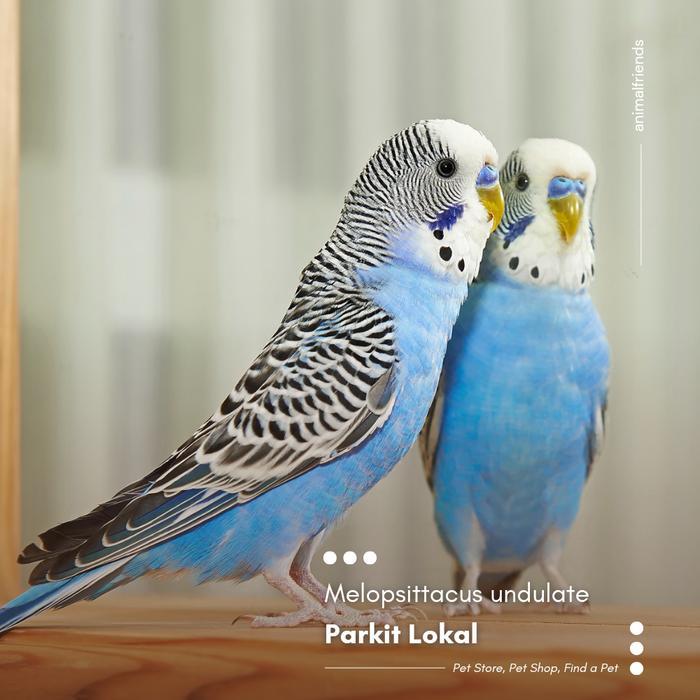 Burung Parkit Lokal #Gratisongkir