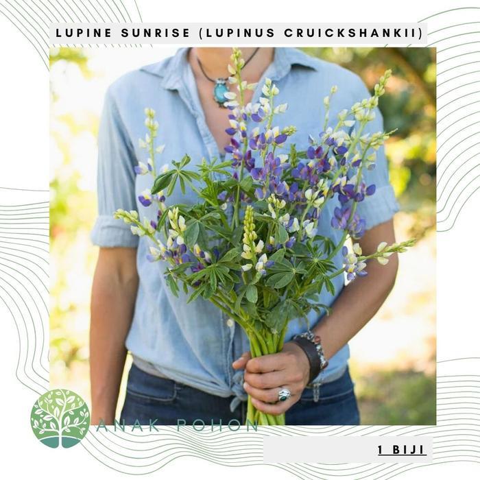 Benih Bibit Biji - Bunga Lupine Sunrise (Lupinus cruickshankii) Flower Seeds - IMPORT Benih Biji