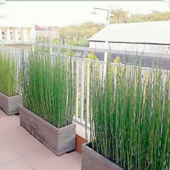Juwara_Syatu Tanaman Hias Bambu Air Jepang Pagar Rimbun