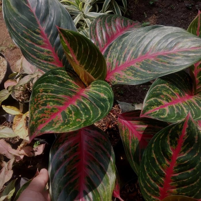 SM- Tanaman Hias Aglonema Red borju dewasa - Aglonema red
