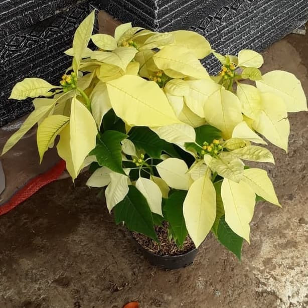 SM- Tanaman Hias Kastuba Putih Bunga Natal + Pot