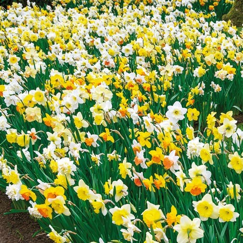 Terlaris - 10 Bibit Benih Bunga Narsis Daffodil