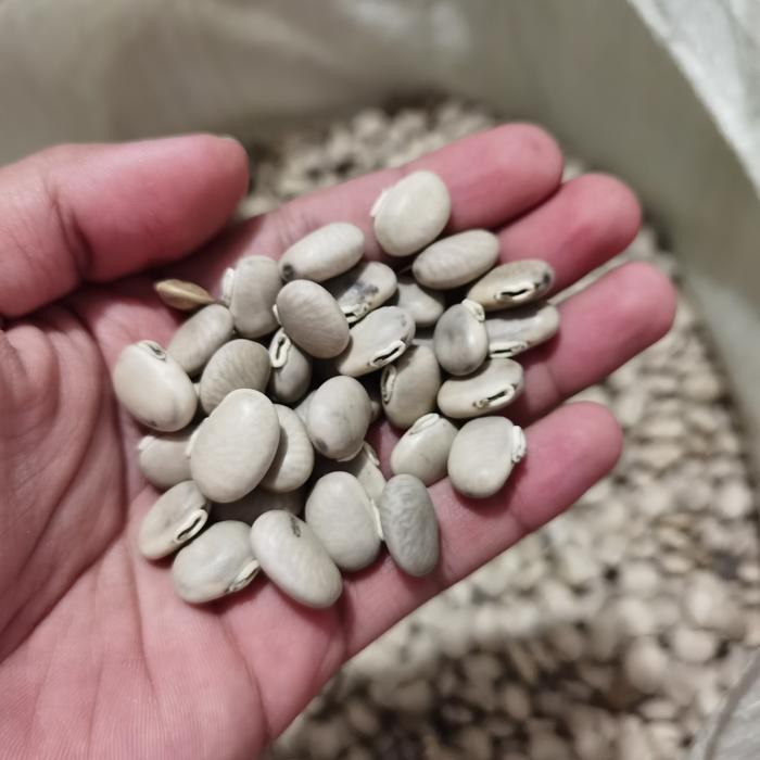 ID BENIH MC, BIJI BENGUK MC, KACANG MUCUNA COCHINCHINENSIS