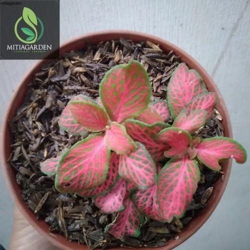 Stok Baru Bibit bunga Fittonia murah - Tanaman Hias Fittonia Tanaman hias hidup