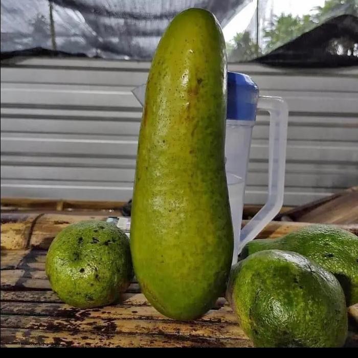 [ bibit tanaman alpukat kelud unggul jumbo ]