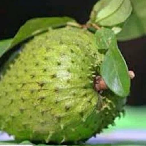 [ Bibit sirsak madu/pohon sirsak madu ]