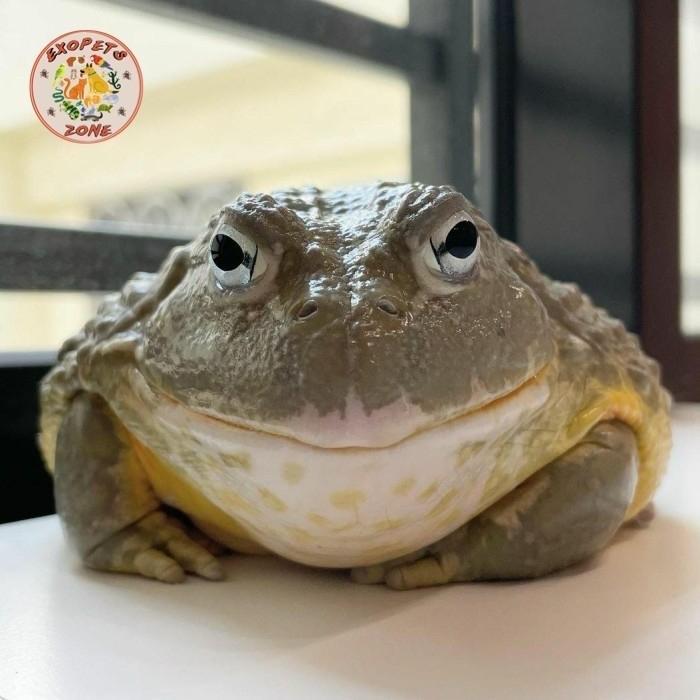 TERBARUU pixie frog / kodok katak pixie / african giant bullfrog bukan pacman