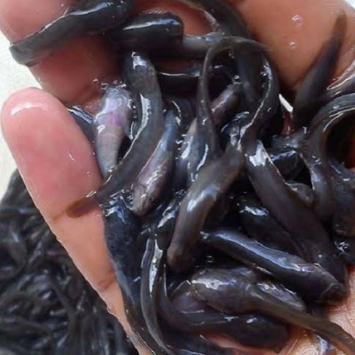 EKSLUSIF Bibit lele ukuran 4-5cm