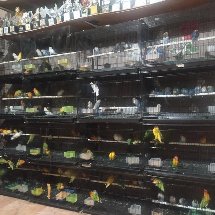 Jayus - Burung Lovebird Mangsi/Lovebird Paruh Putih /Lovebird Biru