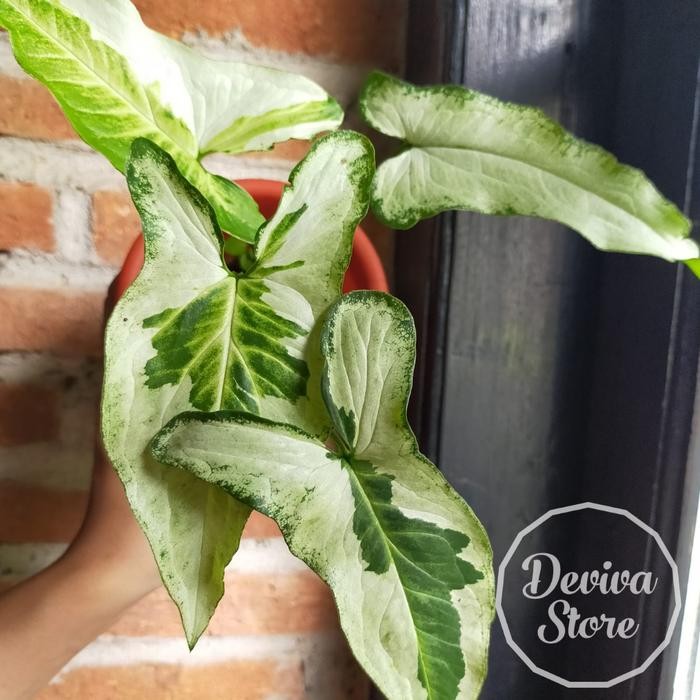 

Tanaman Hias Syngonium Three Kings Plus Pot Siap Pajang