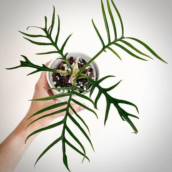 

Tanaman hias philodendron tortum - Tanaman murah