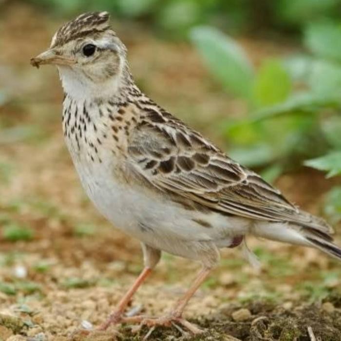 burung branjangan sonca