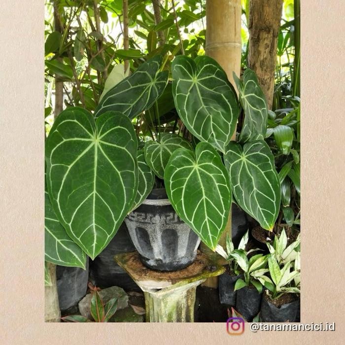 Anthurium kuping gajah daun besar ready surabaya barat om pot semen