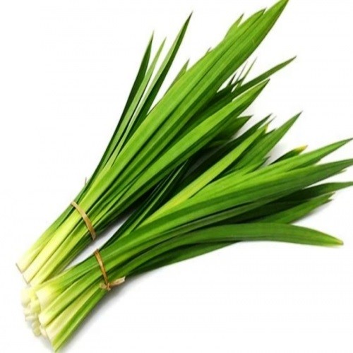 

S37374 DAUN PANDAN/IKAT MAJU BERSAMA (20250910)