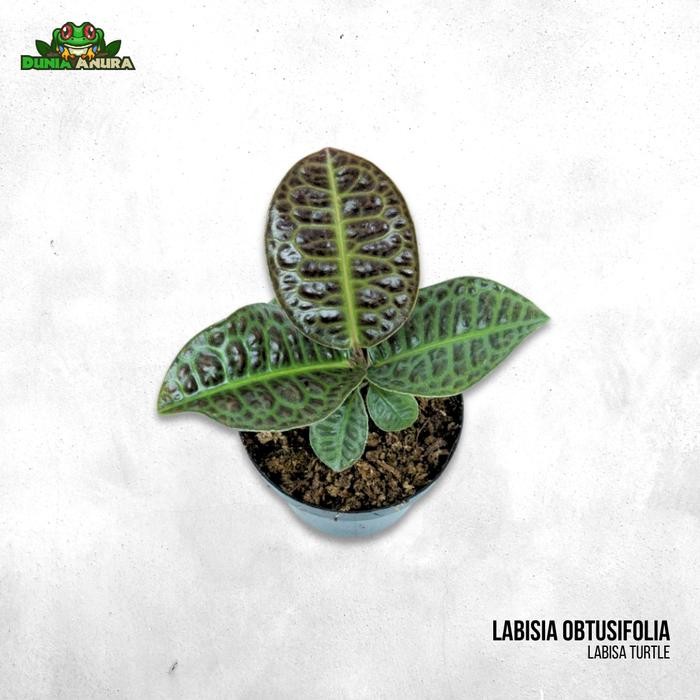Tanaman Vivarium/Terrarium Labisia Turtleback