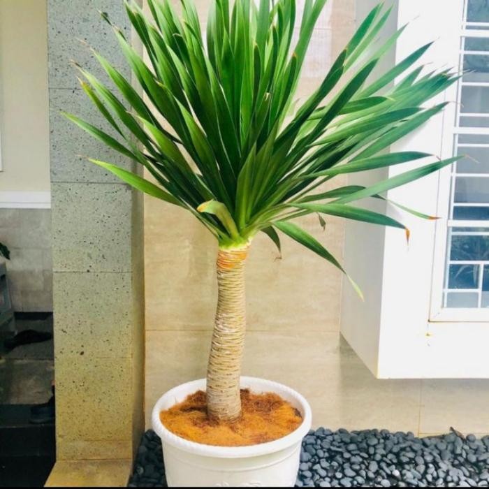 pohon pandan bali 1 meter