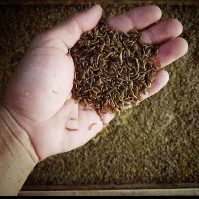 Ulat Kandang Hidup Pakan untuk Unggas Dll