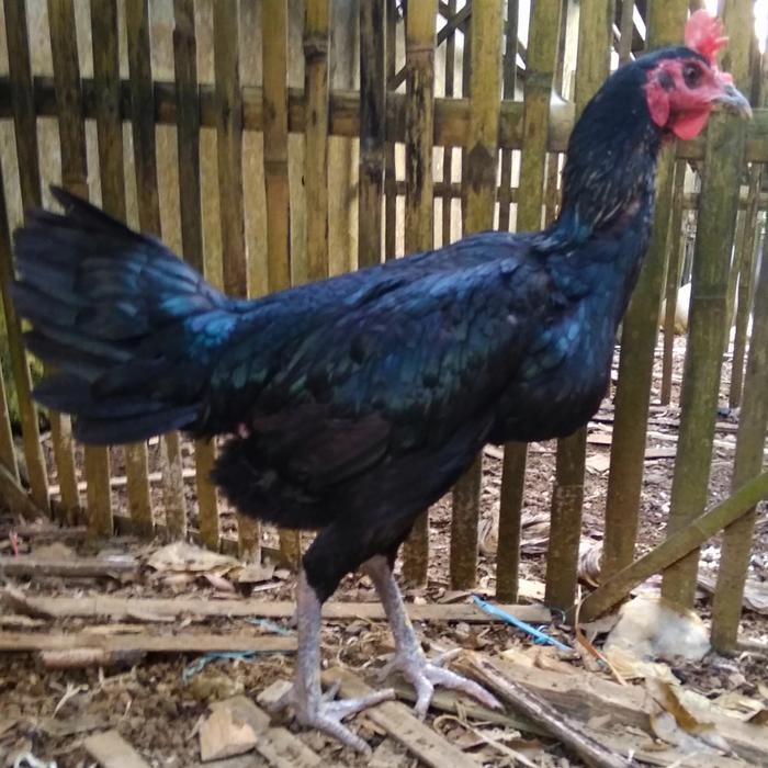 PAKET 2EKOR AYAM PELUNG BETINA SIAP PRODUKSI