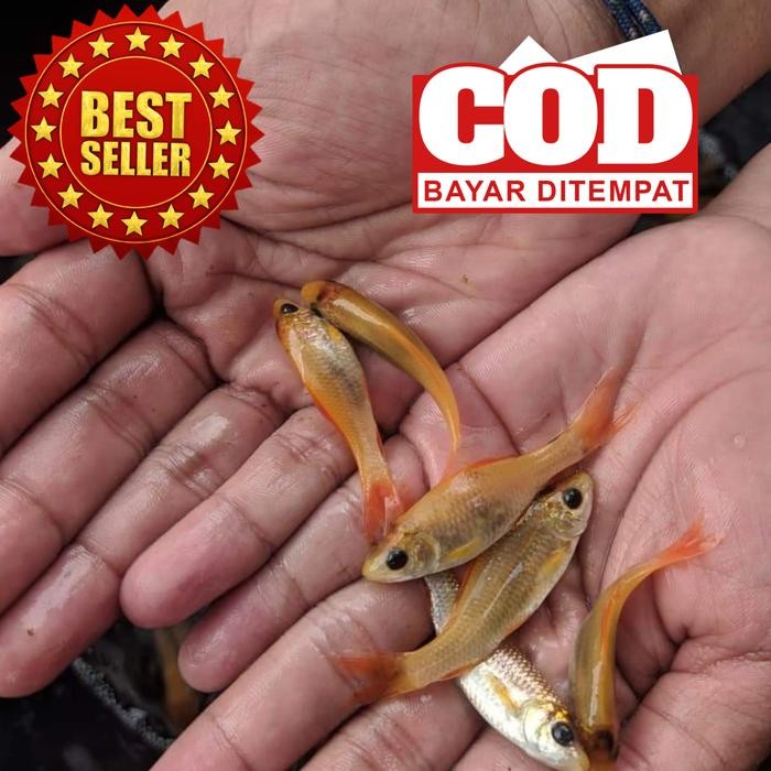 IKAN TERAPI NILEM LEMON PAKET 100
